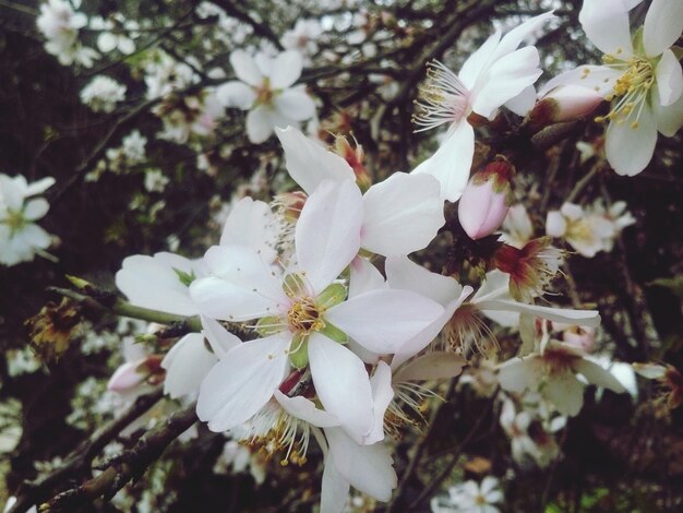 Foto primer plano de las flores blancas