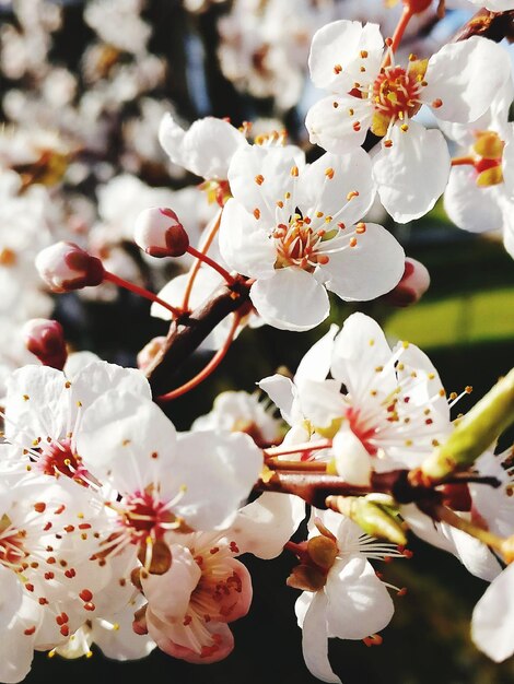 Foto primer plano de las flores blancas