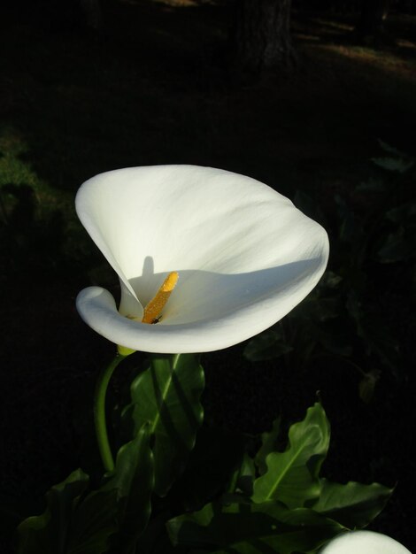 Foto primer plano de las flores blancas