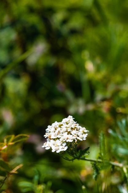 Foto primer plano de las flores blancas