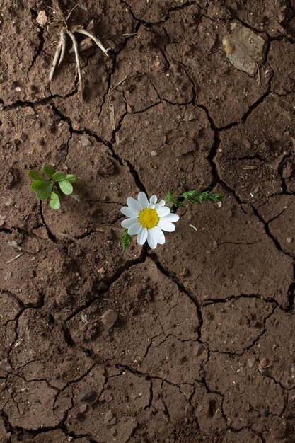 Foto primer plano de las flores blancas