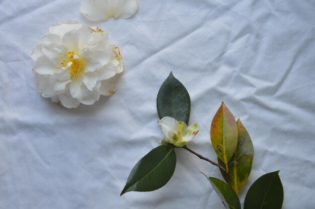 Foto primer plano de las flores blancas