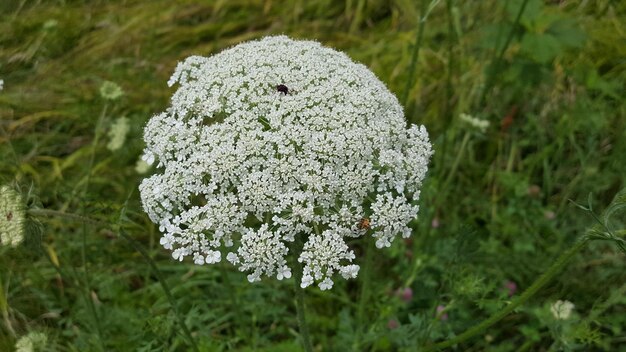 Foto primer plano de las flores blancas