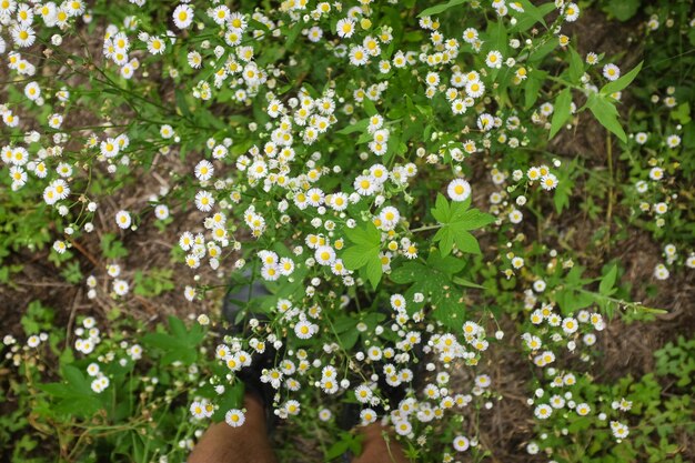 Primer plano de las flores blancas