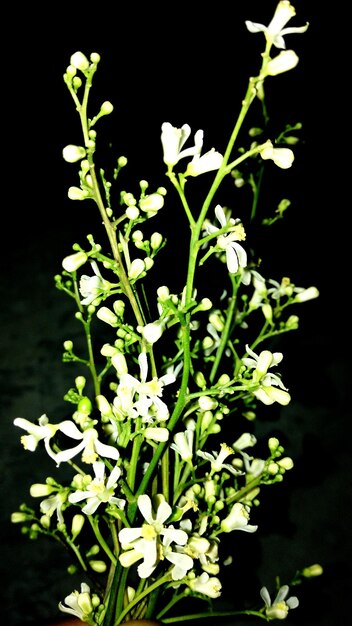 Foto primer plano de las flores blancas