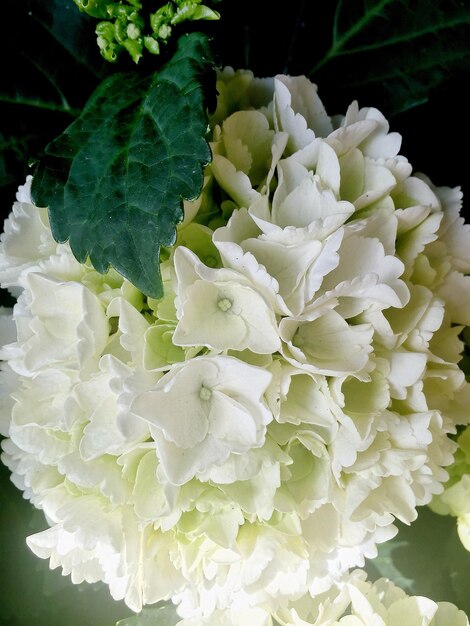 Foto primer plano de las flores blancas