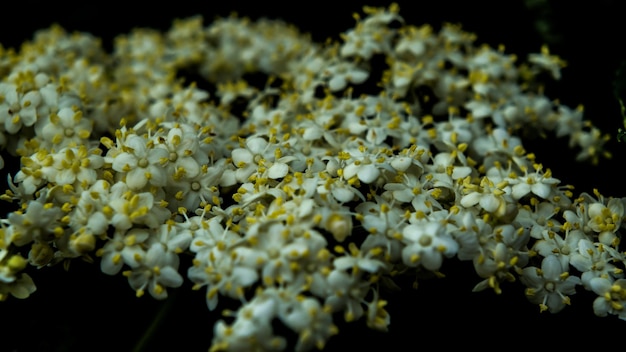 Foto primer plano de las flores blancas