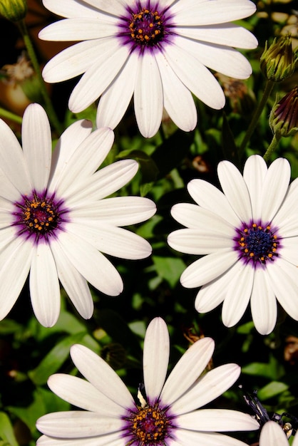 Foto primer plano de las flores blancas