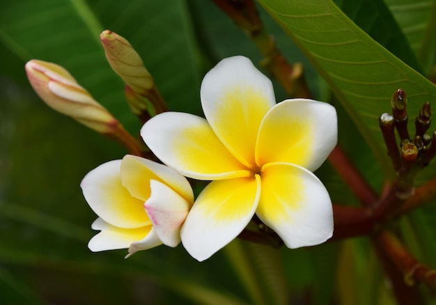 Primer plano de las flores blancas