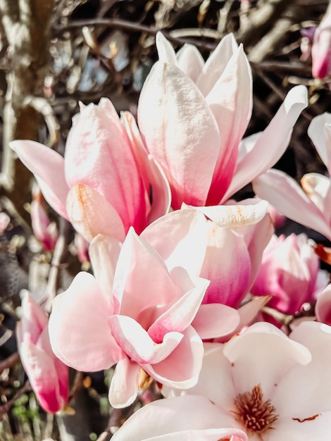 Foto primer plano de las flores blancas