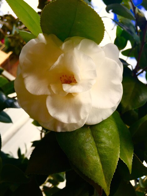 Foto primer plano de las flores blancas