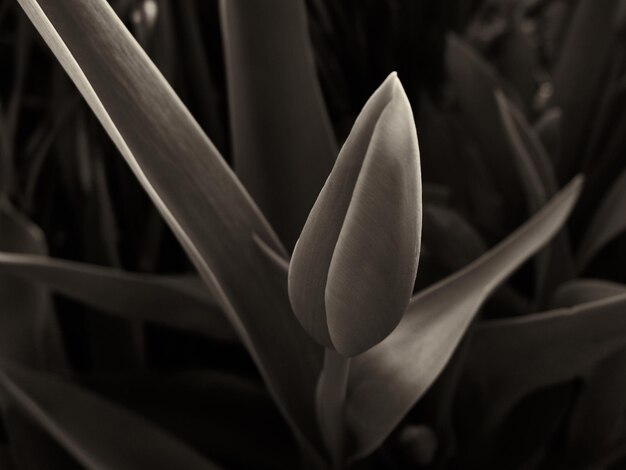 Foto primer plano de las flores blancas