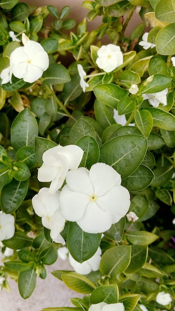 Foto primer plano de las flores blancas