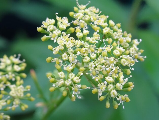 Primer plano de las flores blancas