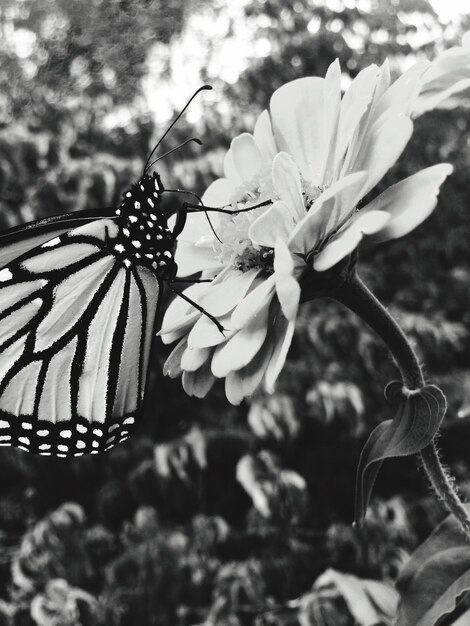 Foto primer plano de las flores blancas