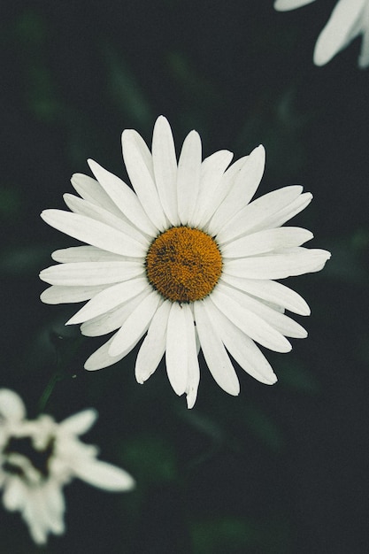 Primer plano de las flores blancas