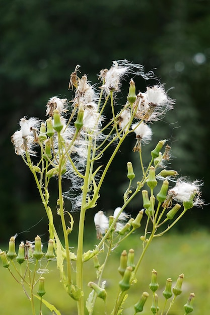 Foto primer plano de las flores blancas