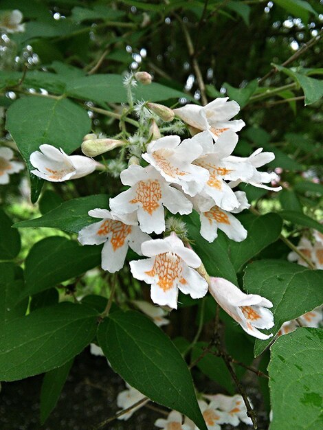 Foto primer plano de las flores blancas