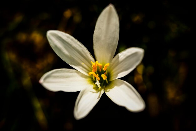 Foto primer plano de las flores blancas