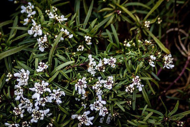 Primer plano de las flores blancas