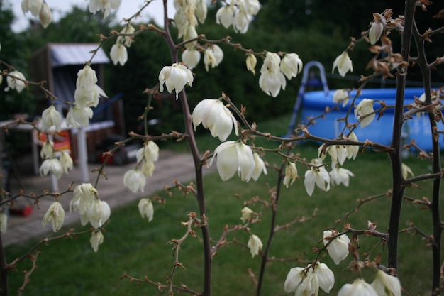 Foto primer plano de las flores blancas