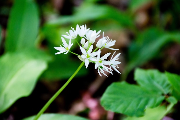 Foto primer plano de las flores blancas