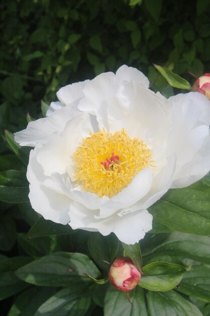 Foto primer plano de las flores blancas