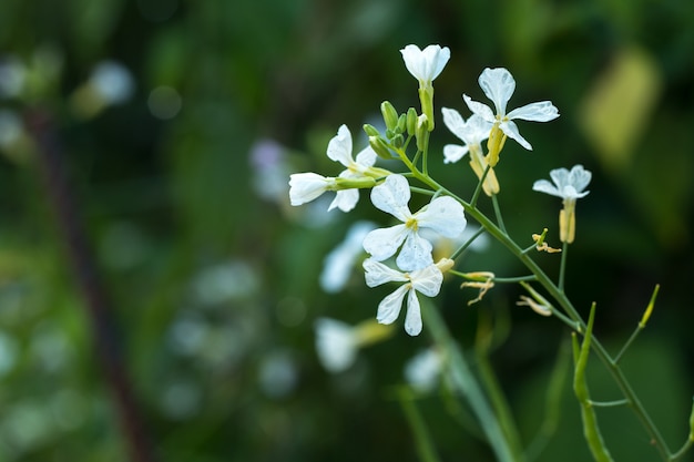 Primer plano de flores blancas