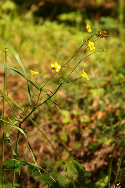 Primer plano de flores del bosque