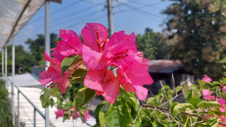 primer plano de las flores de bougainvillea rosadas con pistilos de hojas verdes en el fondo borroso