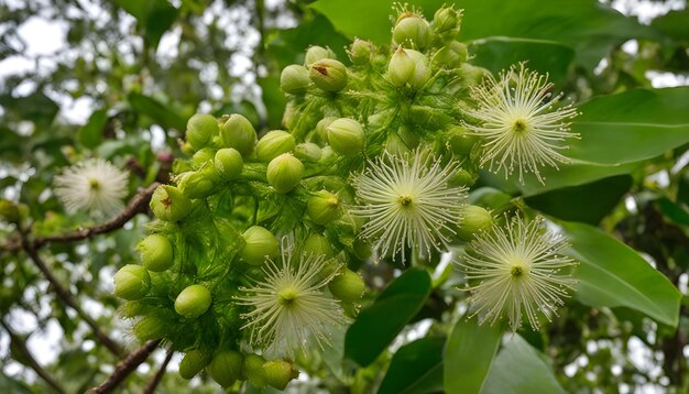 un primer plano de las flores con los brotes en ellos