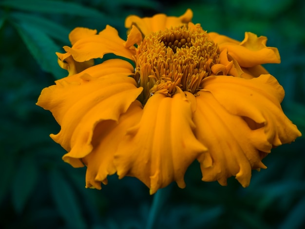 Primer plano de flores de caléndula para fondo y postal