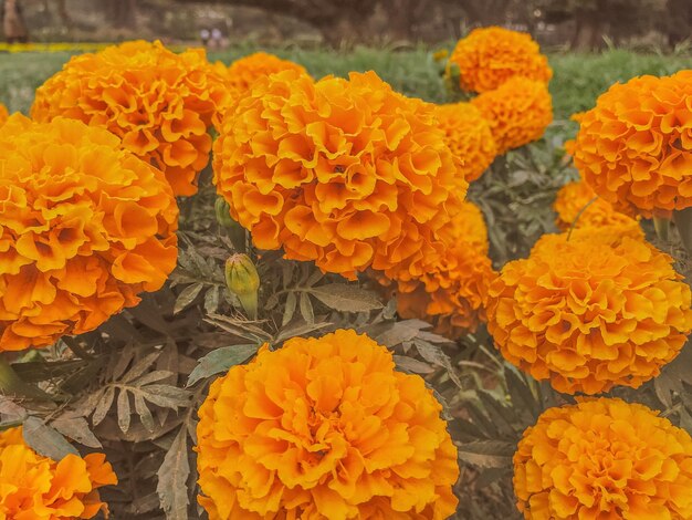 Foto primer plano de las flores de caléndula que florecen al aire libre