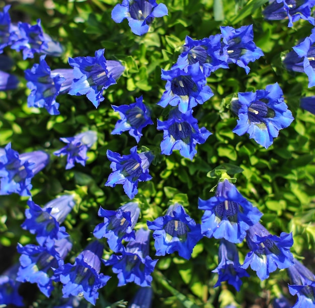 Primer plano de flores de campanilla azul (campanula) en el jardín.