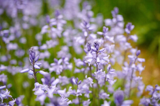 Primer plano de flores de campanillas comunes que crecen y florecen en tallos verdes en un prado de campo remoto o en el jardín de su casa