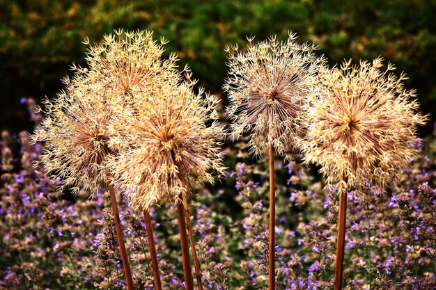 Primer plano de las flores de cardo en el campo