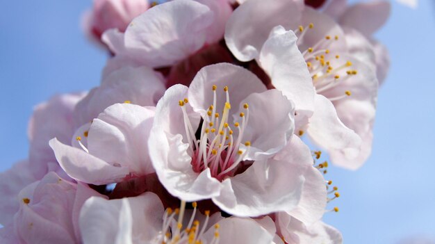 Primer plano de las flores de cerezo blancas contra el cielo