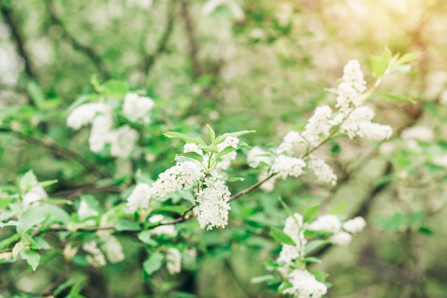 Primer plano de flores de cerezo blancas en las ramas de los árboles con hojas verdes en la naturaleza en primavera