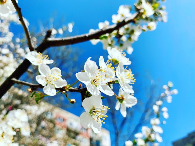 Primer plano de las flores de cerezo contra el cielo