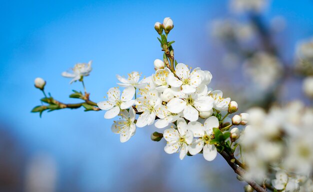 Primer plano de las flores de cerezo floreciendo en el árbol