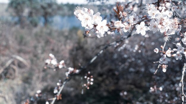 Un primer plano de las flores de cerezo en primavera.