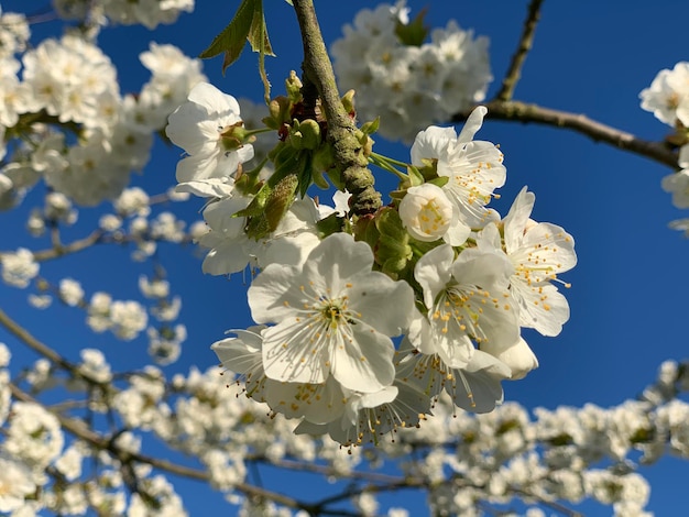 Primer plano de las flores de cerezo en primavera