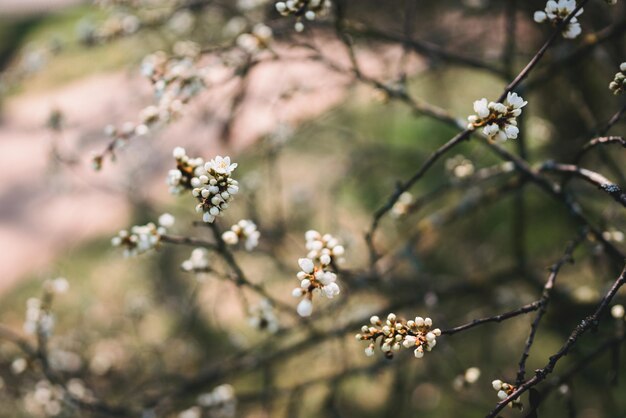 Primer plano de las flores de cerezo en primavera