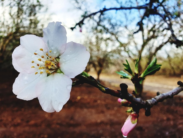 Foto primer plano de las flores de cerezo en primavera