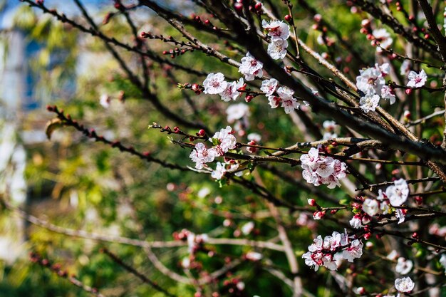 Foto primer plano de las flores de cerezo en primavera