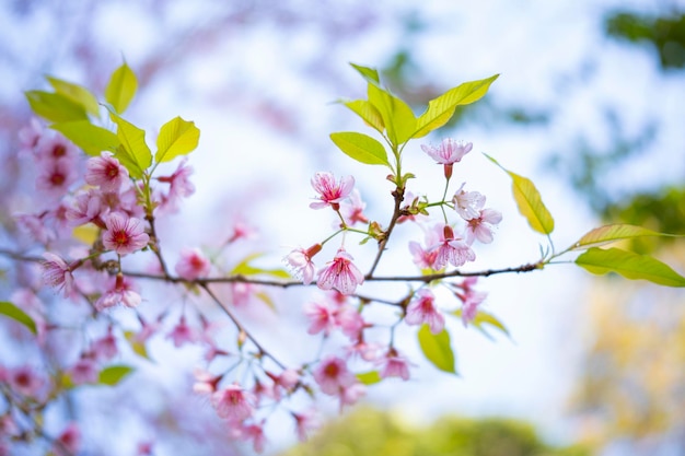 Primer plano de las flores de cerezo en primavera