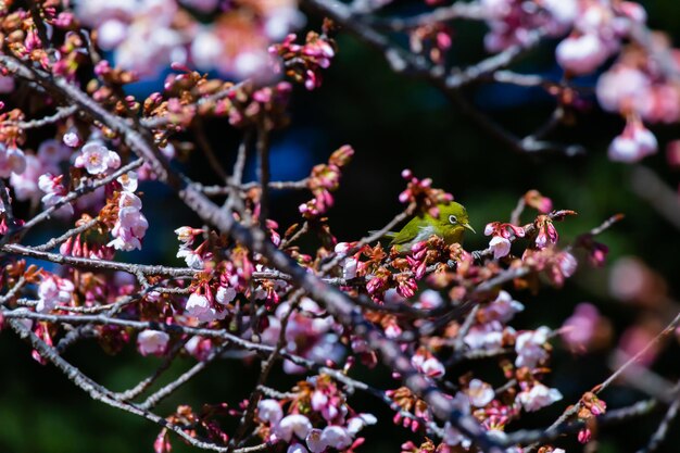 Foto primer plano de las flores de cerezo en primavera