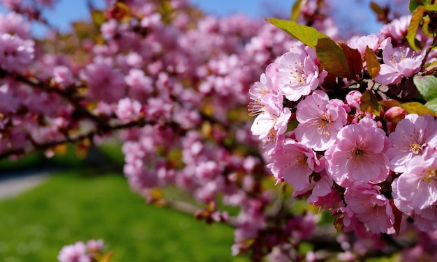 Un primer plano de las flores de cerezo en primavera