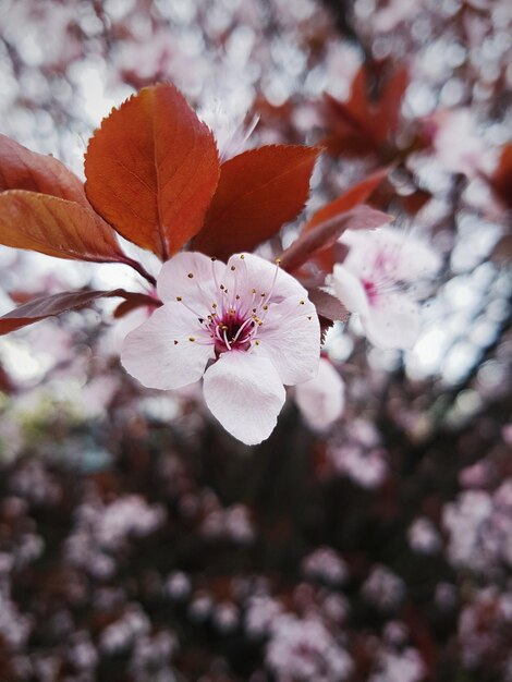 Foto primer plano de las flores de cerezo que crecen en el árbol