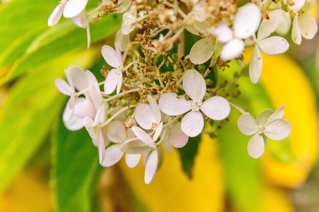 Foto un primer plano de las flores de cerezo que florecen al aire libre